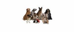 criadores-animais-carapicuiba-1478635180