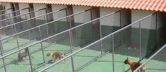 hotel-para-animais-carapicuiba-1478635279