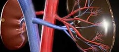 nefrologia-carapicuiba-1480365077
