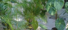 plantas-ornamentais-carapicuiba-1478786359