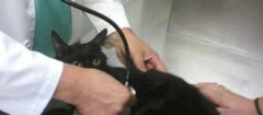 veterinarios-carapicuiba-1478634944