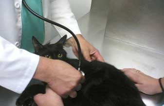 Centro Veterinário Carapicuíba - Foto 1