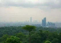 a floresta que a cidade esqueceu