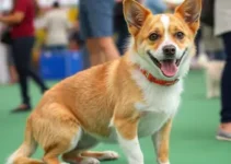 feira de adoção de cães e gatos