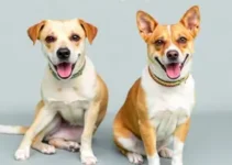 castração gratuita de cães e gatos