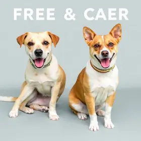 castração gratuita de cães e gatos