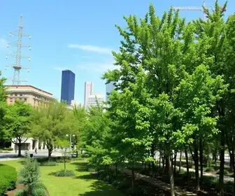 arborização urbana