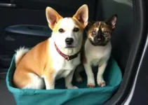 castrações de cães e gatos
